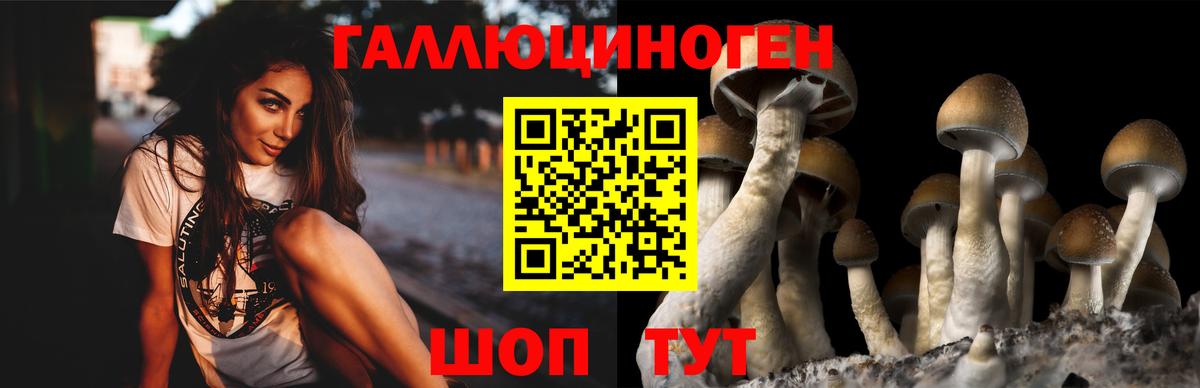 Псилоцибиновые грибы прущие грибы  Вход с VPN  Горно-Алтайск 
